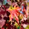 Liquidamber Styraciflua Sweet Gum Tree 7.5Ltr Pot (NL) -Plantern Pot Sales 0000000398514
