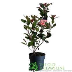 Photinia Fraseri 'Carré Rouge' 2Ltr Pot (NL) -Plantern Pot Sales 0000000398517