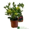 Skimmia Japonica 'Temptation' 2Ltr Pot (NL) -Plantern Pot Sales 0000000398528