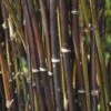 Fargesia Nitida 'Black Pearl' Bamboo 7.5Ltr Pot 2 Fargesia Nitida 'Black Pearl' Bamboo 7.5Ltr Pot -Plantern Pot Sales 0000000415237 c0054745 b8d7 4e34 9b62 e2b510df509a