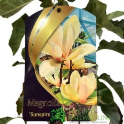 Magnolia 'Sunspire' 10Ltr Pot (NL) -Plantern Pot Sales 0000000435158 2