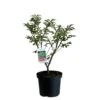 Euonymus Alatus 'Compactus' Plant 4Ltr Pot (NL) -Plantern Pot Sales 00000275