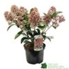Skimmia Japonica 'Rubella' 3Ltr Pot (NL) 2 Skimmia Japonica 'Rubella' 3Ltr Pot (NL) -Plantern Pot Sales 00000286