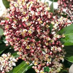 Skimmia Japonica 'Rubella' 3Ltr Pot (NL) -Plantern Pot Sales 00000286 2