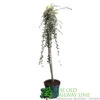 Cotoneaster 'Juliette' 80cm Tall (NL) -Plantern Pot Sales 00000625