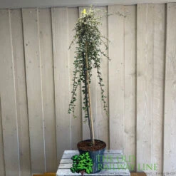 Cotoneaster 'Juliette' 80cm Tall (NL) -Plantern Pot Sales 00000625 2
