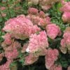 Hydrangea 'Vanille-Fraise' 40cm Tall (NL) 1 Hydrangea 'Vanille-Fraise' 40cm Tall (NL) -Plantern Pot Sales 00000627 61d5339e ca8a 49fe 930a 716fa5a2a5f6