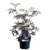 Sambucus Nigra 'Black Lace' Plant 3 Ltr Pot -Plantern Pot Sales 00000629 8b8a232f 6c5b 4895 a1af 2c59937f44cf
