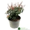 Pieris 'Bonfire' Plant 2Ltr Pot 2 Pieris 'Bonfire' Plant 2Ltr Pot -Plantern Pot Sales 00001641
