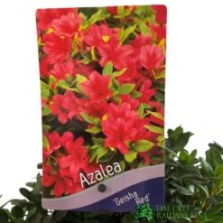 Azalea 'Geisha Red' Plant 3Ltr Pot (NL) -Plantern Pot Sales 00001652 2