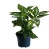 Aucuba Japonica 'Golden King' 2Ltr Pot (NL) 2 Aucuba Japonica 'Golden King' 2Ltr Pot (NL) -Plantern Pot Sales 00002104