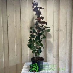 Corylus 'Red Majestic' Hazel Tree 70cm Tall (NL) -Plantern Pot Sales 00002653 2