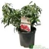 Pieris 'Forest Flame' 2Ltr Pot (NL)