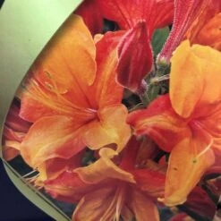 Azalea (Deciduous) 'Golden Eagle' 7.5Ltr Pot (NL) -Plantern Pot Sales 00002759 2