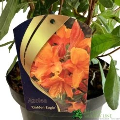 Azalea (Deciduous) 'Golden Eagle' 7.5Ltr Pot (NL) -Plantern Pot Sales 00002759