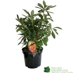 Azalea (Deciduous) 'Golden Eagle' 7.5Ltr Pot (NL) -Plantern Pot Sales 00002759 2 71fb437a 3b0d 4c19 8d95 a565919336cd