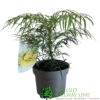 Mahonia 'Soft Caress' 3Ltr Pot (NL) -Plantern Pot Sales 00003291