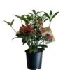 Skimmia Japonica 'Pabella' 1.5Ltr (NL) -Plantern Pot Sales 00003295