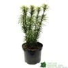 Cephalotaxus 'Korean Gold' Plum Yew Conifer 40cm Tall (NL) 2 Cephalotaxus 'Korean Gold' Plum Yew Conifer 40cm Tall (NL) -Plantern Pot Sales 00003296