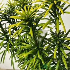 Cephalotaxus 'Korean Gold' Plum Yew Conifer 40cm Tall (NL) -Plantern Pot Sales 00003296 2