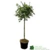 Ceanothus Thyrsiflorus 'Repens' Tall Standard 60cm (NL) -Plantern Pot Sales 00003745 1f3fa296 28a4 45cf a8b3 8fcfd89ef6c8