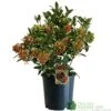 Skimmia Japonica 'Pabella' 4Ltr Pot (NL) -Plantern Pot Sales 00004158