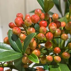 Skimmia Japonica 'Pabella' 4Ltr Pot (NL) -Plantern Pot Sales 00004158 3