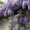 Wisteria Sinensis 'Prolific' Climber 7.5 Ltr Pot (NL) 1 Wisteria Sinensis 'Prolific' Climber 7.5 Ltr Pot (NL) -Plantern Pot Sales 00004785 a5d783ef 7206 4787 8d92 6f2c74dd9444