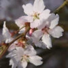 Prunus ‘Autumnalis Rosea' Cherry Blossom 120cm Tall (NL) 1 Prunus ‘Autumnalis Rosea' Cherry Blossom 120cm Tall (NL) -Plantern Pot Sales 11997 2 800x800 1