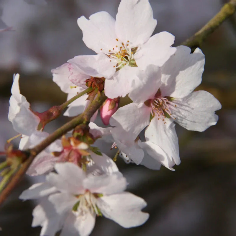 Prunus ‘Autumnalis Rosea' Cherry Blossom 120cm Tall (NL) 3 Prunus ‘Autumnalis Rosea' Cherry Blossom 120cm Tall (NL)