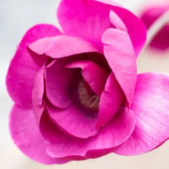 Magnolia 'Black Tulip' Tree 80cm Tall (NL) -Plantern Pot Sales 13548 13313 e83c 800x800 1