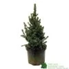 Picea 'Sanders Blue' Spruce Plant 3Ltr Pot (NL) -Plantern Pot Sales 2000000675510 d1a785f9 e367 456d 83ae 983b2dd00a8b