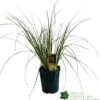 Cortaderia 'Pumila' 5Ltr Pot (NL) -Plantern Pot Sales 30001104