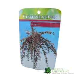 Cotoneaster 'Juliette' 80cm Tall (NL) -Plantern Pot Sales 30001111 1
