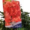 Azalea 'Geisha Orange' 3Ltr Pot (NL) -Plantern Pot Sales 30008869 2