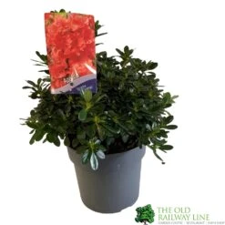 Azalea 'Geisha Orange' 3Ltr Pot (NL) -Plantern Pot Sales 30008869