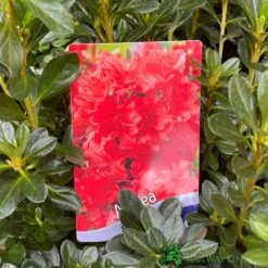 Azalea 'Geisha Orange' 3Ltr Pot (NL) -Plantern Pot Sales 30008869 5b9b6a4d 2eef 4de9 a7d5 74d146507ae8