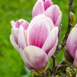 Magnolia 'Satisfaction' Tree 60cm Tall (NL) -Plantern Pot Sales 30136615 2 1