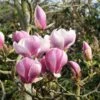 Magnolia 'Satisfaction' Tree 60cm Tall (NL) -Plantern Pot Sales 30136615 f509ee7f e033 4d18 b271 4c36c177245f