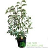 Magnolia 'Sunrise' Tree 50cm Tall (NL) -Plantern Pot Sales 30136619
