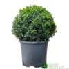 Buxus Ball 30cm Diameter Box Topiary Plant 7.5Ltr Pot -Plantern Pot Sales 30167099