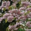 Prunus 'Kiku-Shidare Zakura' Tree 10Ltr Pot -Plantern Pot Sales 30181717