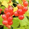 Redcurrant 'Jonkheer Van Tet' Fan Trellis 4Ltr Pot -Plantern Pot Sales 30196471