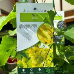 Grape 'Riesling' 3Ltr Pot