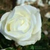 Whartons 'Silver Anniversary' Hybrid Tea White Rose Plant 3Ltr Pot -Plantern Pot Sales 5011622202081