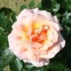 Peach Climbing Rose 'Compassion' 4Ltr Pot -Plantern Pot Sales 5011622202234