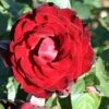 Whartons 'Dublin Bay' Climbing Rose Plant 4Ltr -Plantern Pot Sales 5011622202265