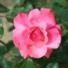 Whartons 'Galway Bay' Pink Climbing Rose 4Ltr Pot -Plantern Pot Sales 5011622202319