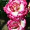 Pink Climbing Rose 'Handel' 4Ltr Pot -Plantern Pot Sales 5011622202357
