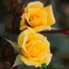 Whartons 'Laura Ford' Yellow Climbing Rose 4Ltr Pot -Plantern Pot Sales 5011622202395